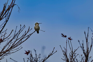 Hummingbird  resting on a branch in winter