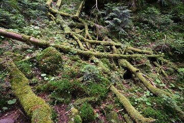 Mountain climbing in summer season