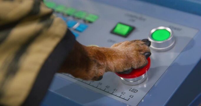 Dog in t-shirt is nervously pressing big red start button on the panel with its paw, a view from the back, close up. Remote control of robotic machines at the factory.