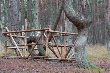 Dancing forest or drunk forest on Curonian spit, Russia.