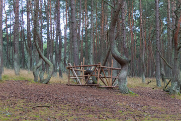 Dancing forest or drunk forest on Curonian spit, Russia.