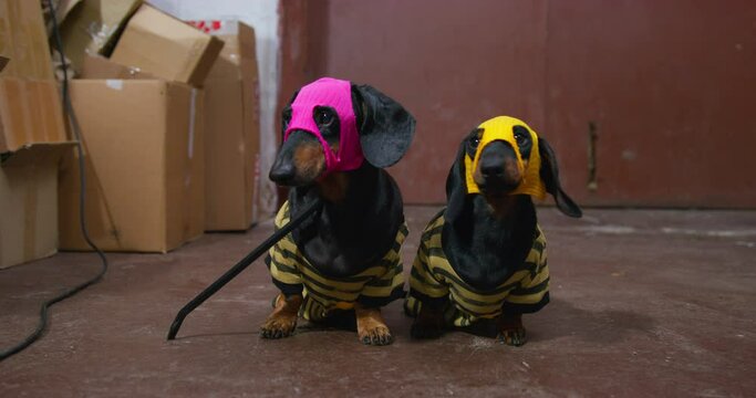 Two funny dachshund dogs hiding their faces under handmade masks of robbers stand in old warehouse with crowbar, inspect the room they are going to rob, then run away to their dirty business.