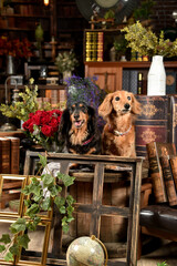 レトロな背景でおすましするミニチュアダックスフンド