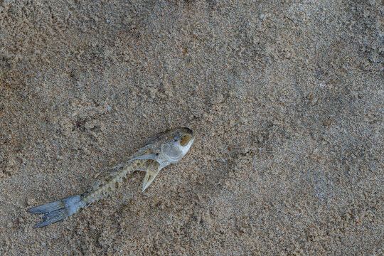 The skeleton of a fish that lies on the sand.