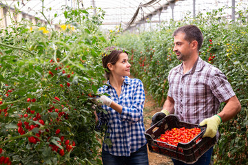 Man and woman harvest cherry tomatoes in greenhouse together
