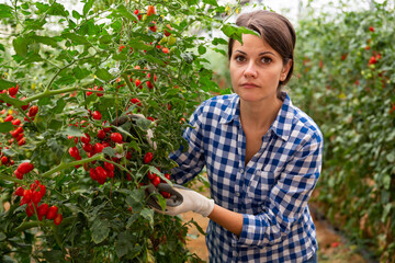 Young female farm worker gathering crop of organic red cherry tomatoes cultivar in hothouse. Summer harvest time