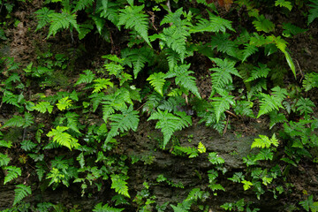 Fern Leaves plant pattern for nature background.