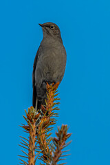 Townsend's Solitaire (Myadestes townsendi) Perching on a Conifer Tree