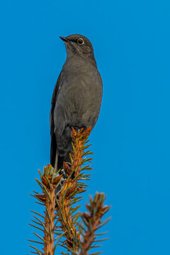 Townsend's Solitaire (Myadestes townsendi) Perching on a Conifer Tree