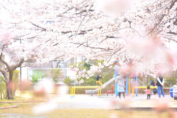 満開の桜のもと遊ぶ親子