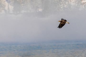 Fototapeta premium Bald Eagle (Haliaeetus leucocephalus) on the Hunt