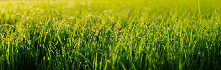 Close-up shot of green grass field with dew during sunrise. Agricultural landscape in the springtime. green nature background.