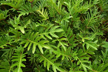 Green fern-like leaves in a dense clump