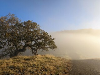 misty morning