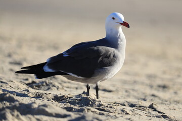 Seagull