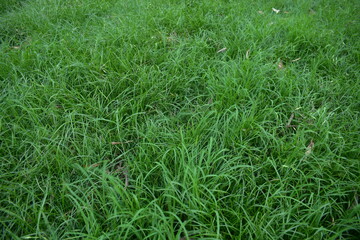 Long green grass growing without grazing or mowing in a field