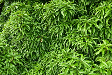Mango indigofera fresh new leaves