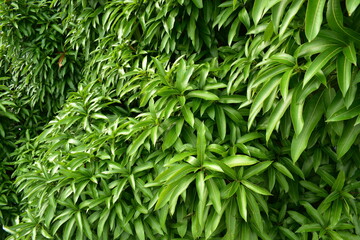 Mango indigofera fresh new leaves