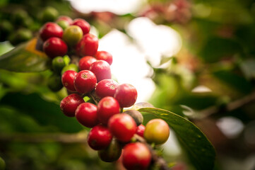 coffee arabica plant , ripe red coffee fruits - Coffea arabica, cultivation, Guatemala, Central America - obrazy, fototapety, plakaty