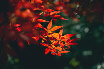 Maple Leaves In Autumn Colors