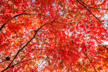 Maple Leaves In Autumn Colors