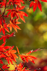 Maple Leaves In Autumn Colors