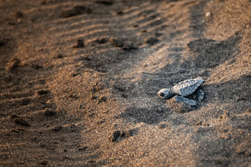 Tortuga bebé, Liberación de tortugas en la playa al atardecer - Monterrico, costa del pacífico,...