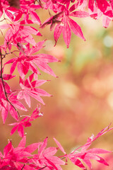 Maple Leaves In Autumn Colors
