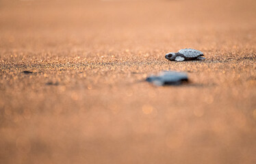 Tortuga bebé, Liberación de tortugas en la playa al atardecer - Monterrico, costa del pacífico, Guatemala