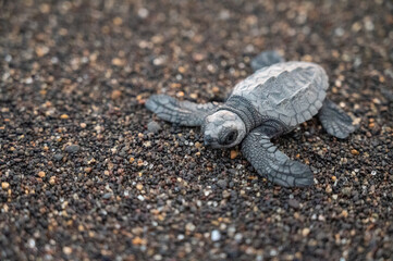 baby turtle in macro on black sand beach - Montericco, Guatemala
