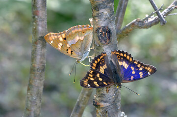 樹液に集まるコムラサキ（北海道・上士幌町）  © 愛 高行