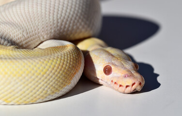  A beautiful python regius snake with selective focus