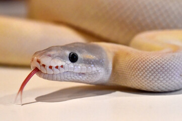 a beautiful python regius snake
