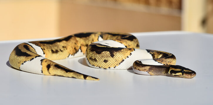a beautiful python regius snake
