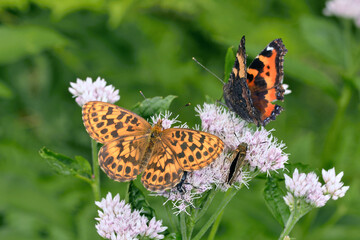Obraz premium 吸蜜するホソバヒョウモン（北海道・層雲峡） 
