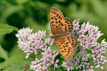 吸蜜するホソバヒョウモン（北海道・層雲峡）
