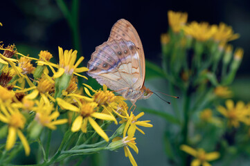メスグロヒョウモンの雄（北海道・鹿追町）
