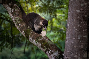 Nasua in rainforest sitting on the tree and eating tortilla