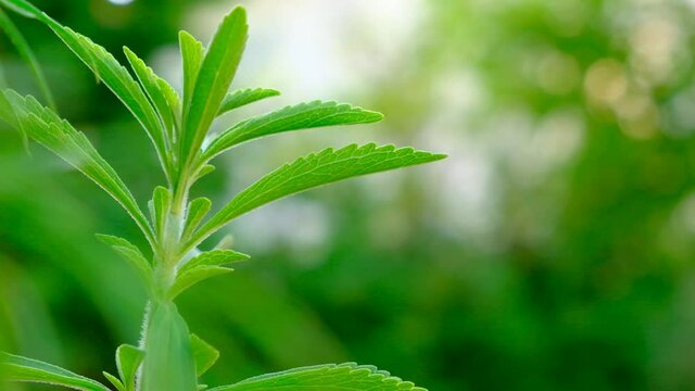 Stevia rebaudiana.Stevioside Sweetener Raw Material. 4k footage