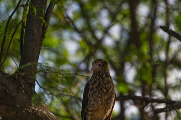 A Costa Rican Raptor in a tree.