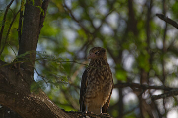 A Costa Rican Raptor in a tree.