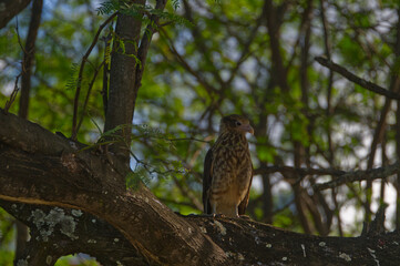 A Costa Rican Raptor in a tree.