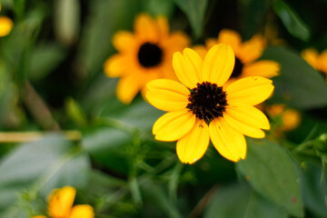 Small brown-eyed susan with bright yellow petals