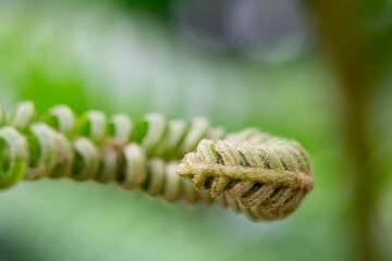 Fototapeta premium Macro photo of a green curling fern