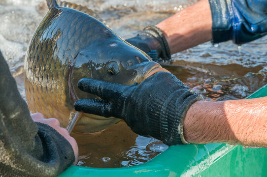 Schuppenkarpfens (Cyprinus carpio) in den H&auml;nden eines Z&uuml;chters