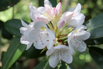 White and pink great laurel (Rhododendron maximum) flower cluster