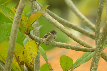 sparrow perched on the branch