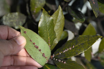Ceroplastes rubens are parasitic on laurels. . Scale insects are small insects of the order...