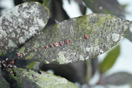 Ceroplastes rubens are parasitic on laurels. . Scale insects are small insects of the order Hemiptera, suborder Sternorrhyncha. 