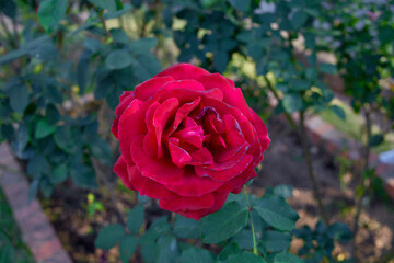 red rose in garden